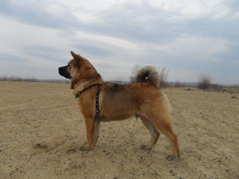 Алина Саяпина | 