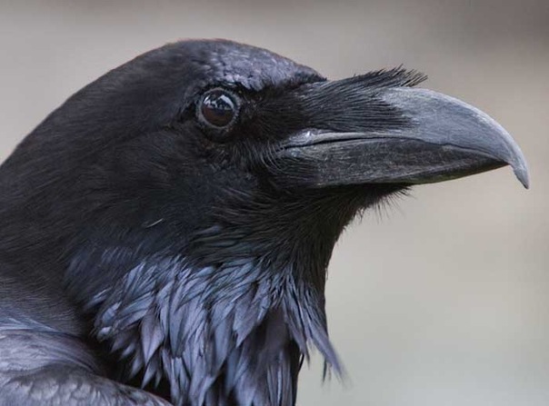 №1, Ворон Воронович №1, Ворон Воронович