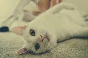 Катерина Великая | Москва