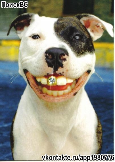 №154, Виктор Лисин, Сланцы №154, Виктор Лисин, Сланцы