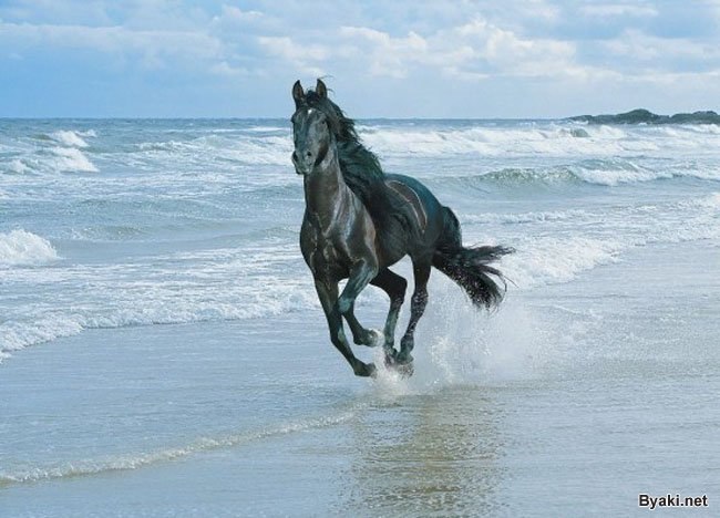 Oleg Pyatygorsky | Запорожье