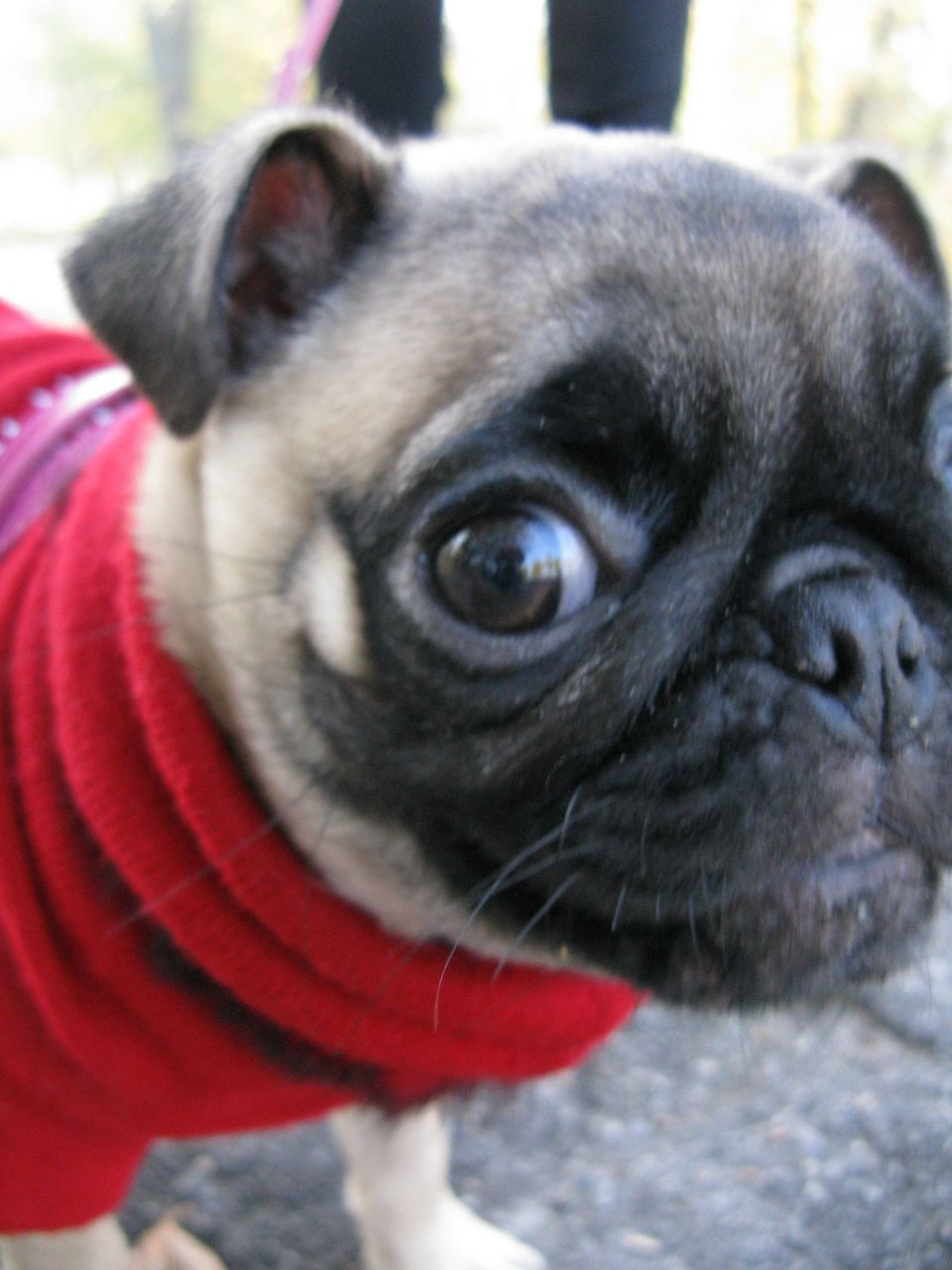 Рамиль Гулиев | 