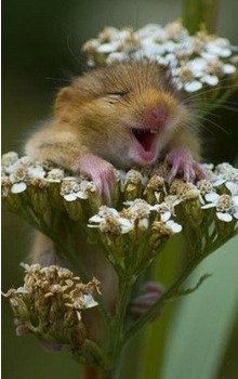 Женек Христоев | Запорожье