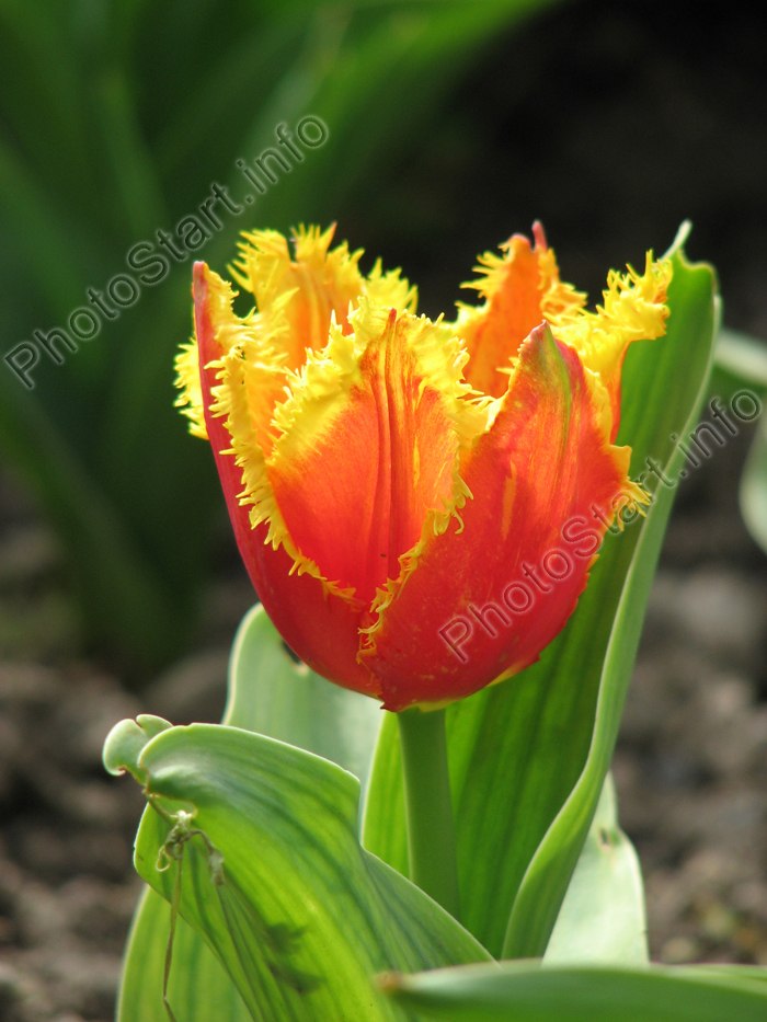 Николай Вирчак | Киев