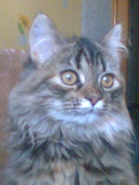 Татьяна Мусияченко | Сумы