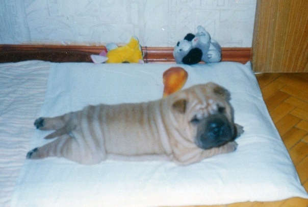 №35, Доктор Дикуль №35, Доктор Дикуль