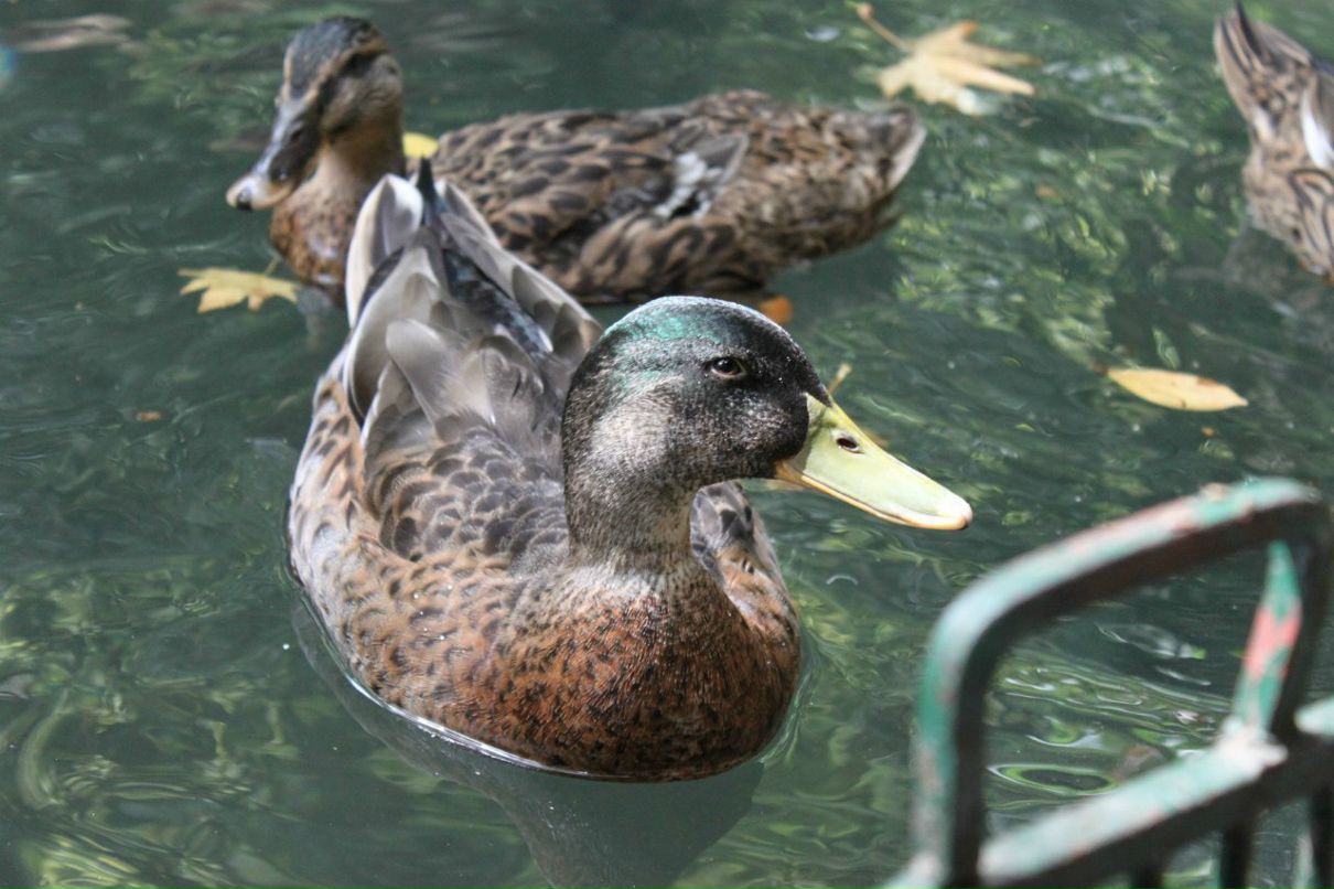 Равиль Курбанаев | Самара