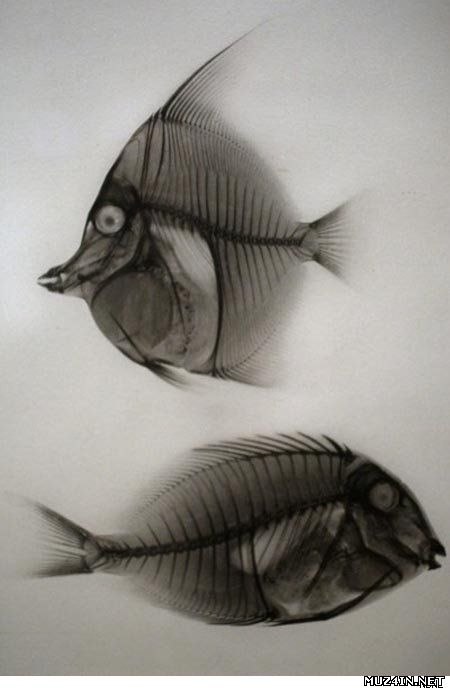 Шабалова Полина | Москва