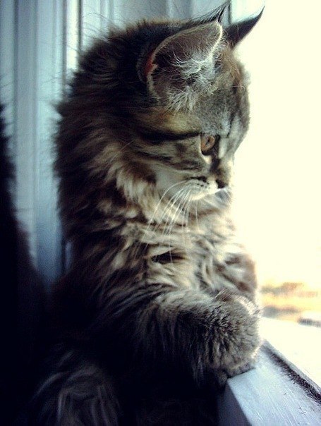 Катеринка Сахарова Zcuker | Сосновый Бор