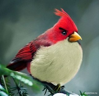 Антон Евменчиков | 