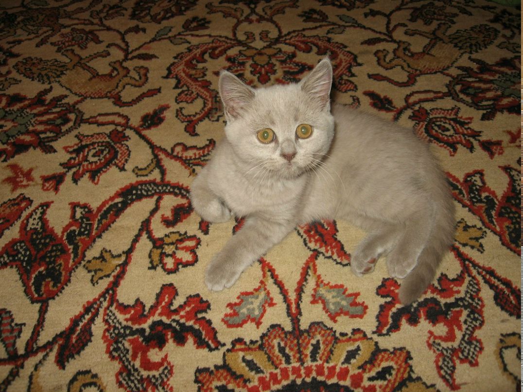 Ольга Карасюк Валериевна | Киев