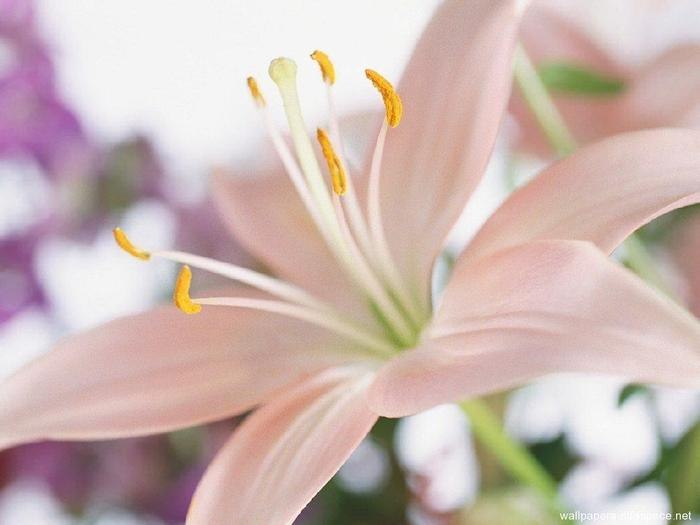 Galina Mezhinskaya | 