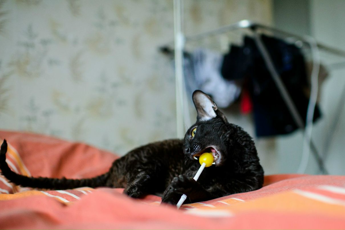 Ксения Шуголь | Mainz