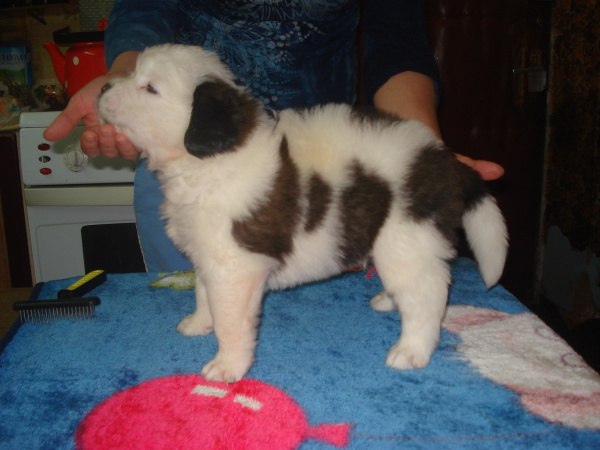 Ванек Петрикей | Чернигов