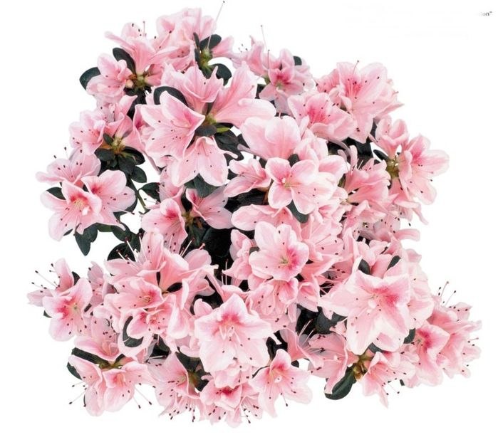 Марина Джус | Москва