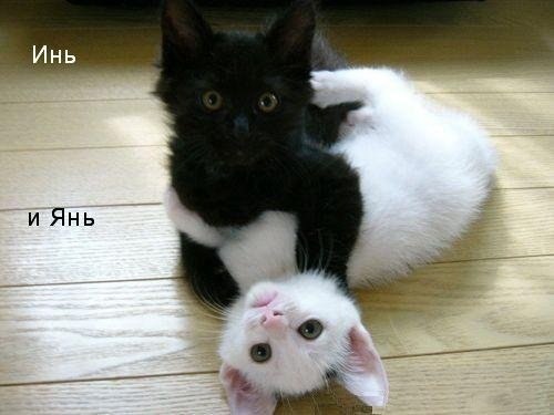 Артем Грынько | Лебедин