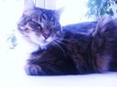 Фотография Юлия Котенёва