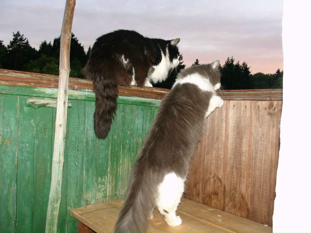 Галина Селиванова | 