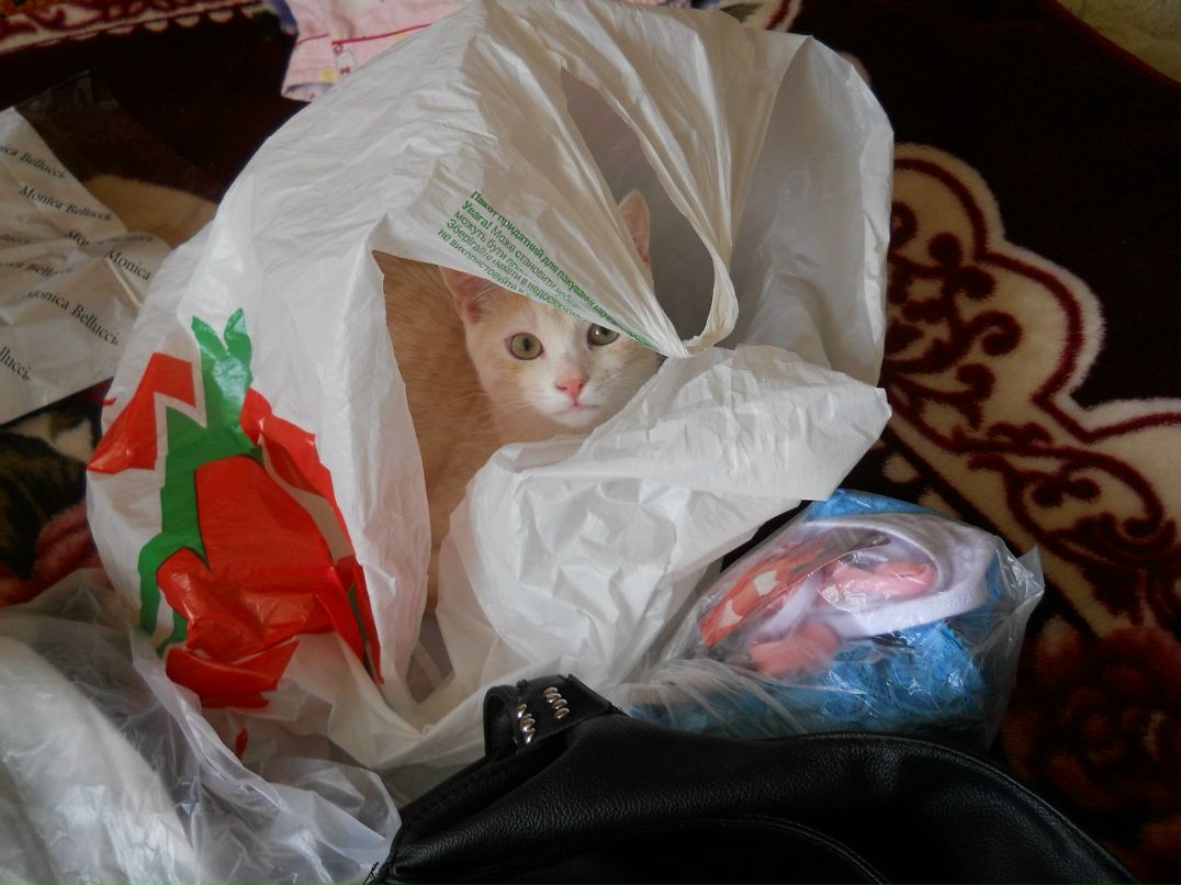 Лена Павлишин ???? | Львов