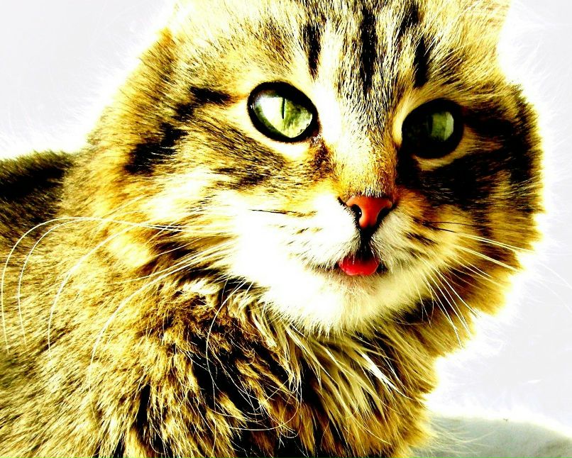 Таисия Ерофеева [собака_дикая] | Москва