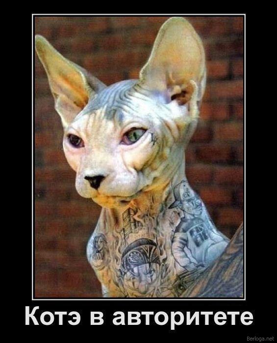 Дима Старовойтов | 