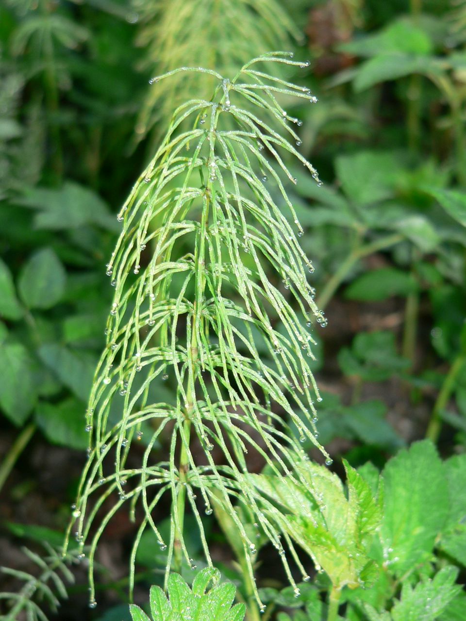 Елена Шувалова | Санкт-Петербург