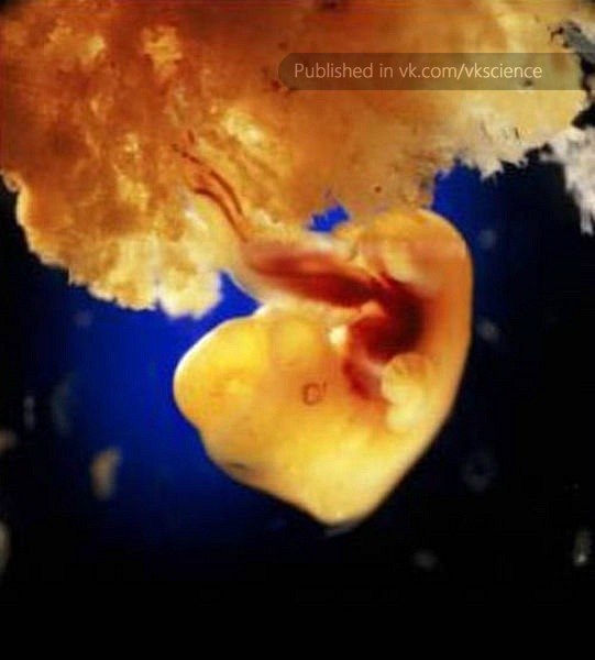 Наташа Радова | Санкт-Петербург