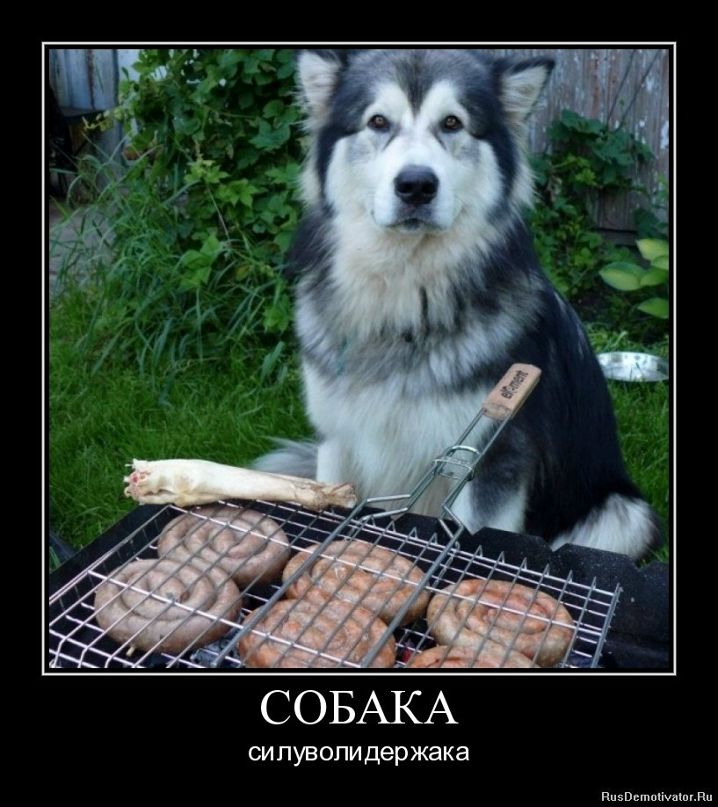 Алексей Шихирин Professuro | Москва