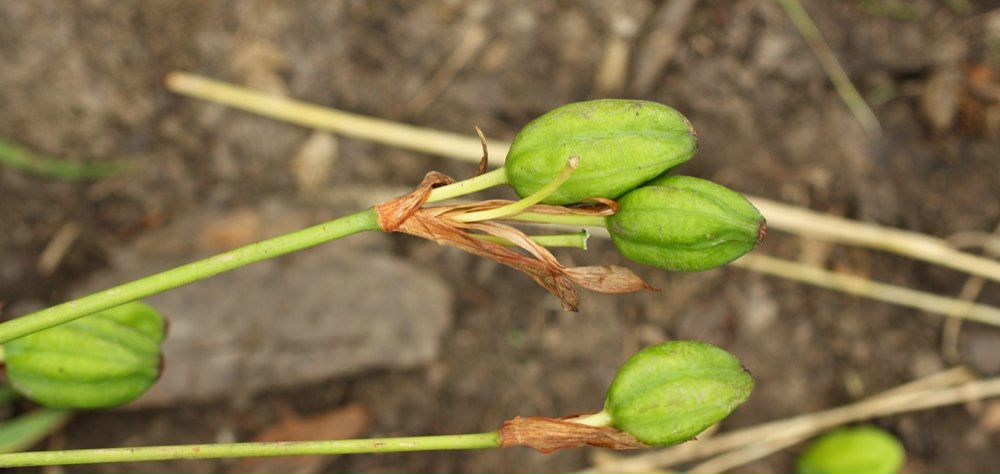 Туяра Андреева | Якутск