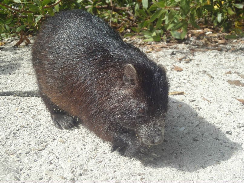 Рома Дашкевич | Мурманск