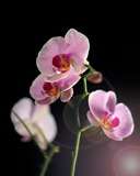 Александра Ярмоленко | Запорожье