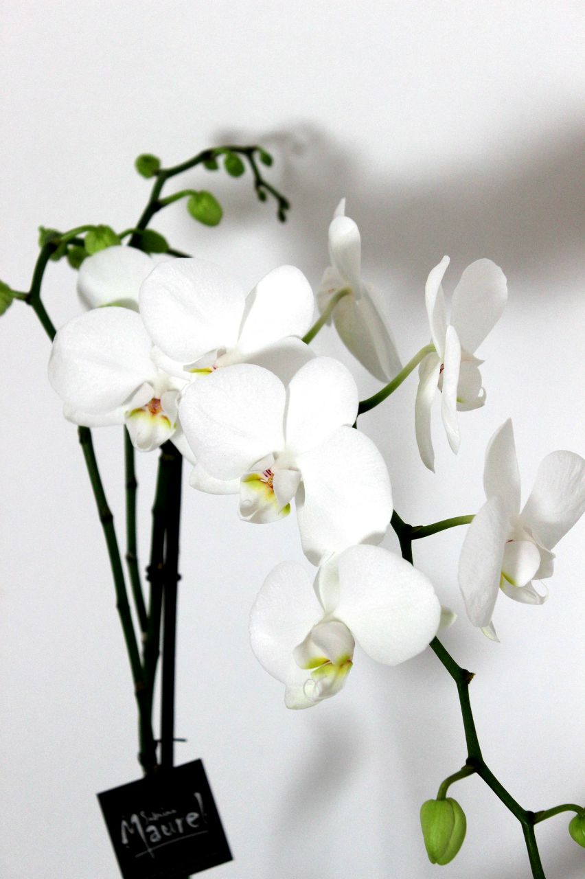 Дарья Гишар | 