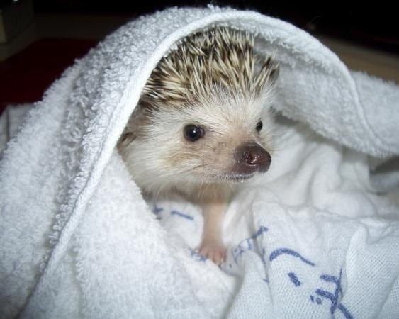 Оля Короидова ErizO | Челябинск