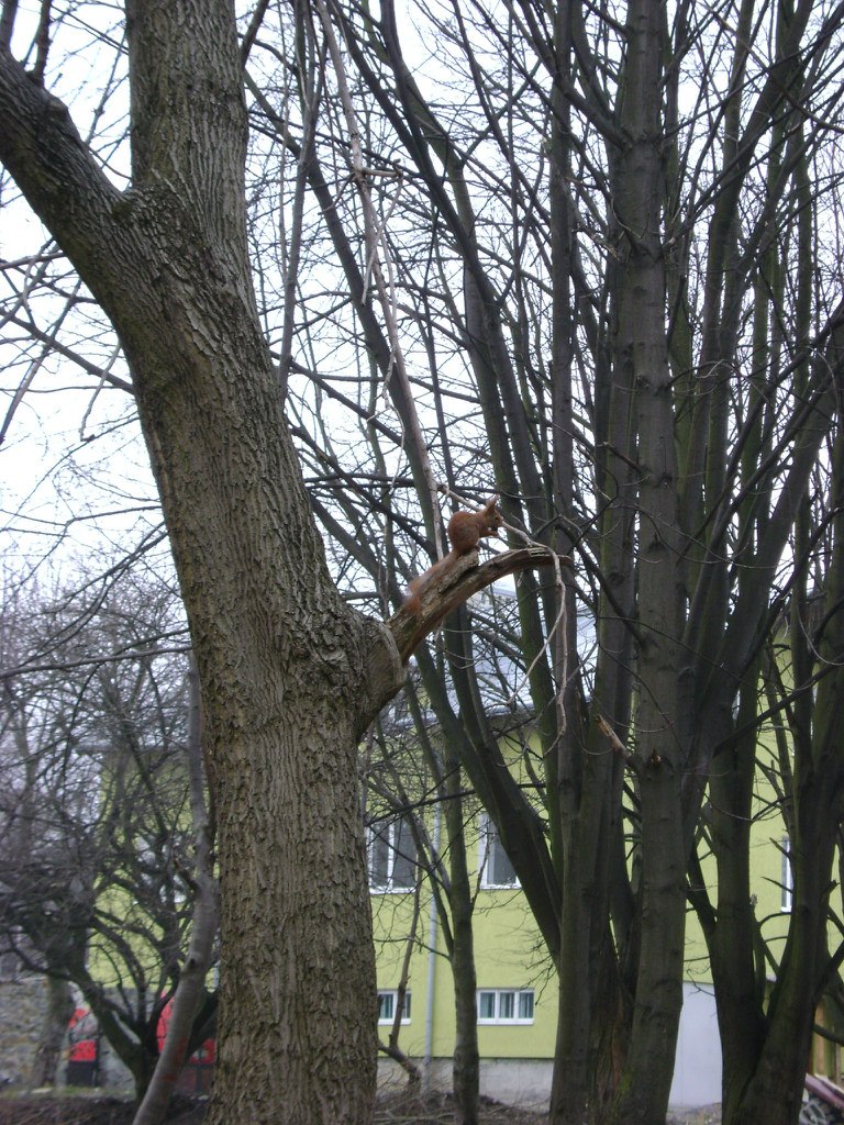 Тарас Кухарук | Львов
