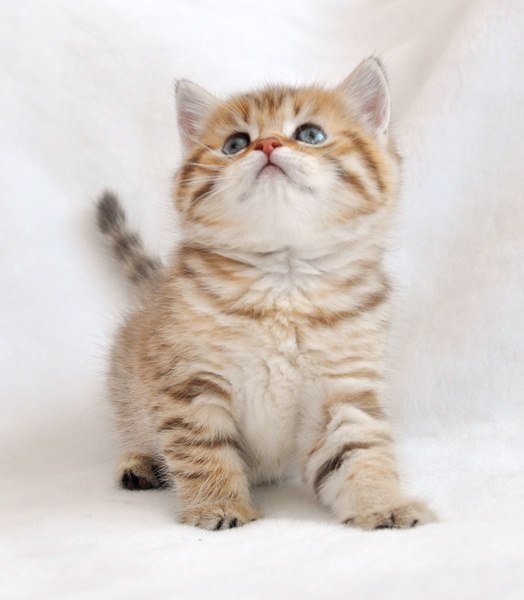 №75, Анюта Петрик, 40 лет, Санкт-Петербург, Россия №75, Анюта Петрик, 40 лет, Санкт-Петербург, Россия