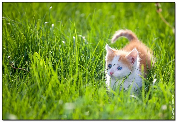 №11, Дмитрий Холев №11, Дмитрий Холев