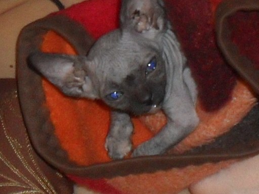 Кристина Сяба | Рязань