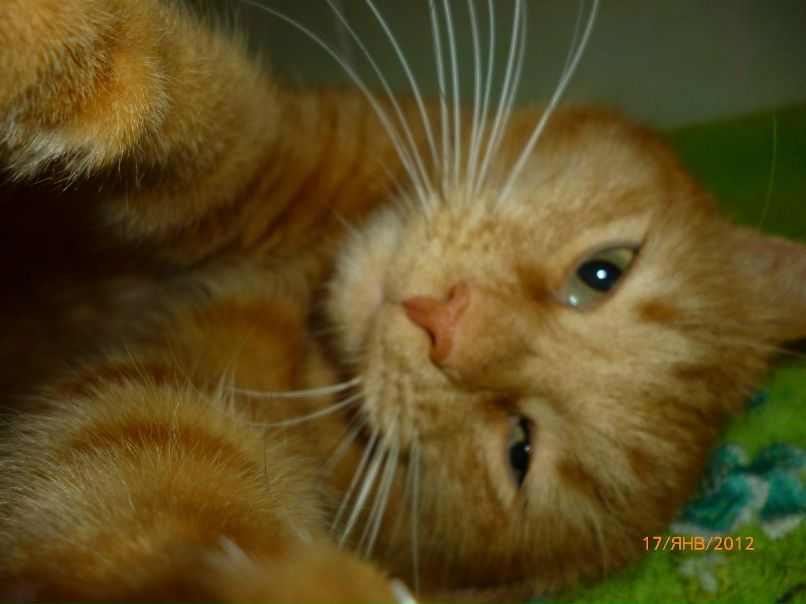 Светлана Горбунова | Ульяновск