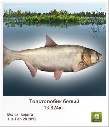 Герман Сорокин CHELSEA | Черкассы