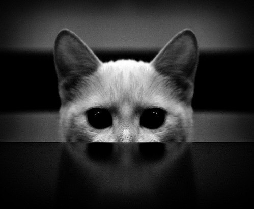 Оксана Шельма | Донецк