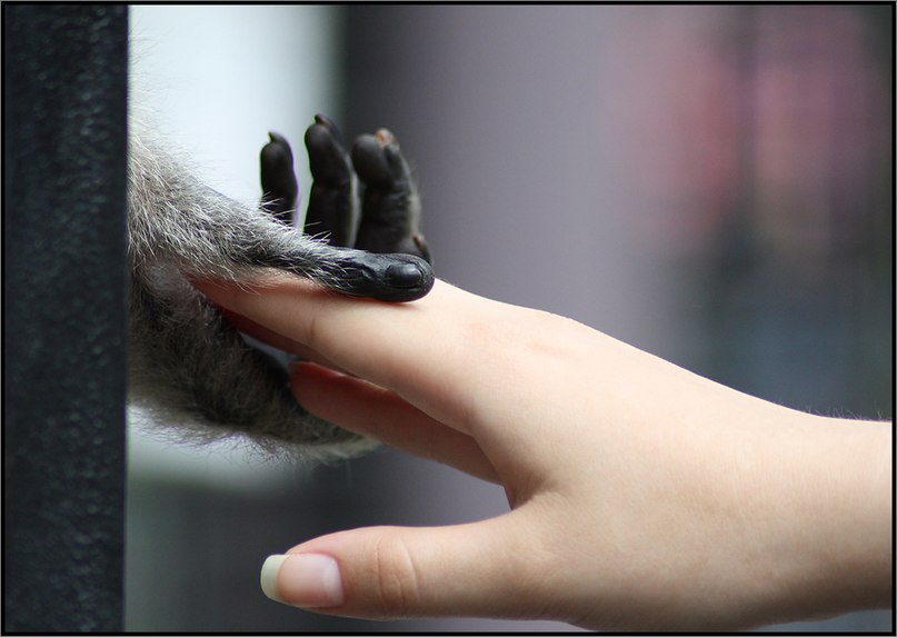 Валентина Спеян | 