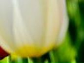 Елена Белоусова | Харьков