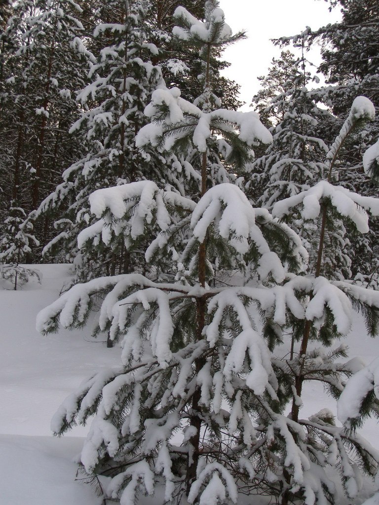 Алексей Друзин | Алатырь