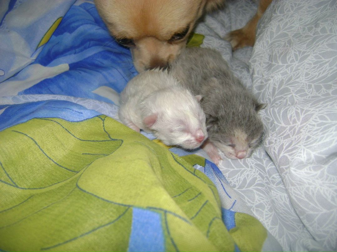 Ирина Щелкова | Воскресенск