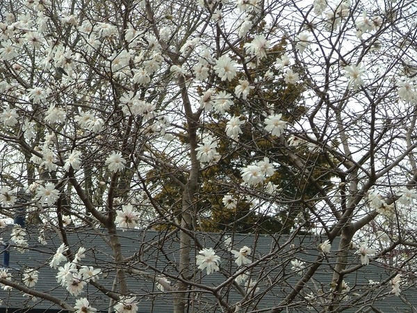 №23, Владлена Москварцева, Санкт-Петербург №23, Владлена Москварцева, Санкт-Петербург