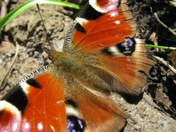 №4, Оксана Кизенко, Каменское / Днепродзержинск №4, Оксана Кизенко, Каменское / Днепродзержинск