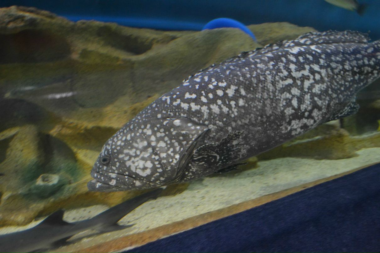 Ленка Щербакова NIKTCHEMY | Санкт-Петербург