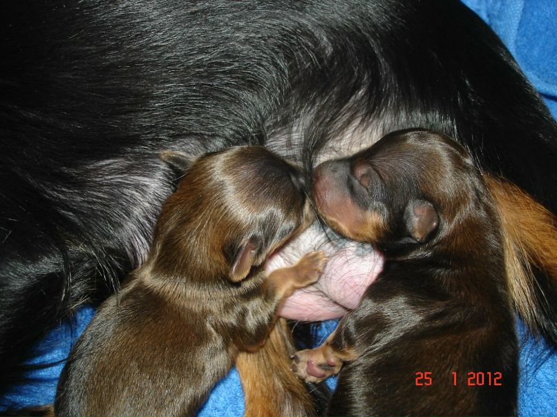 Светлана Самохвалова(Мелехина) | Санкт-Петербург