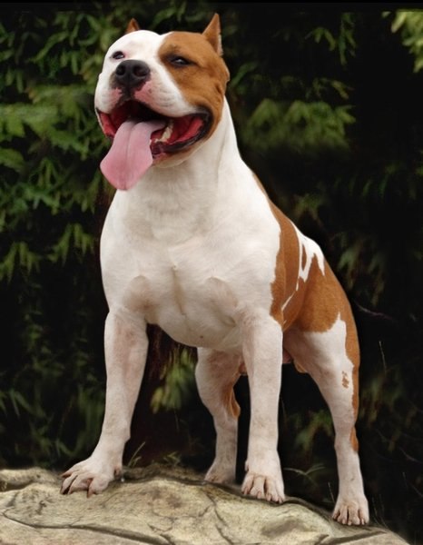 Николай Миронов M@iron | Химки