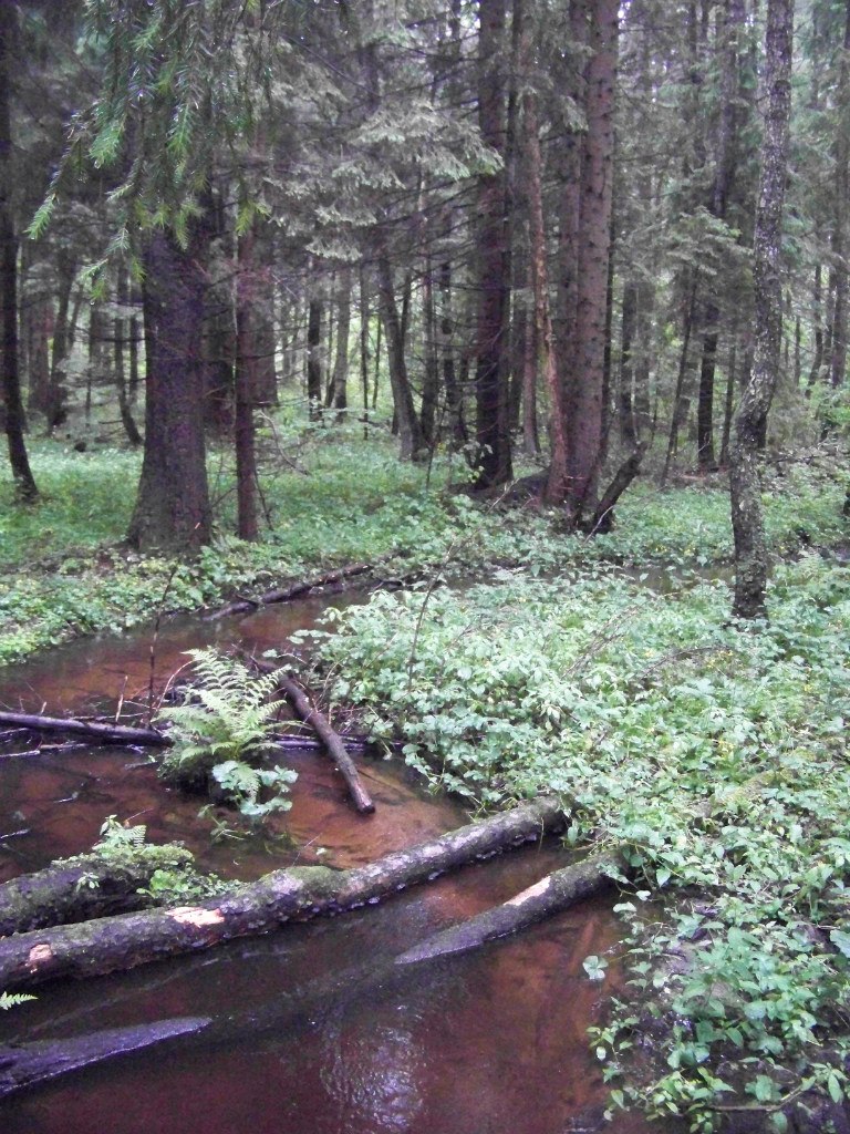 Вероника Кобаяши | Минск